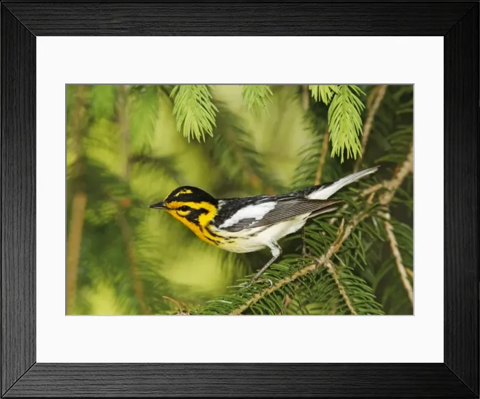 Framed Print : Blackburnian Warbler Framed Print : Blackburnian Warbler