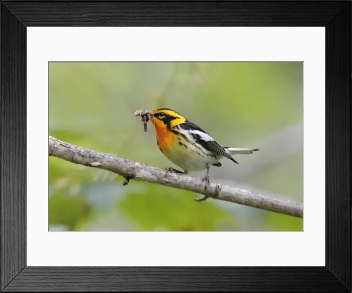 Framed Print : Blackburnian Warbler Framed Print : Blackburnian Warbler