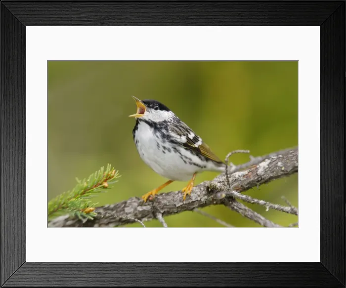 Framed Print : Blackpoll Warbler Framed Print : Blackpoll Warbler