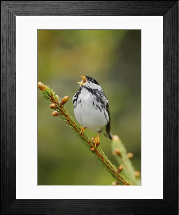 Framed Print : Blackpoll Warbler