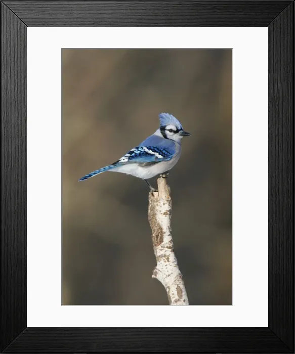 Framed Print : Blue Jay. JZ-2181. Blue Jay. USA. Cyanocitta cristata Framed Print : Blue Jay. JZ-2181. Blue Jay. USA. Cyanocitta cristata
