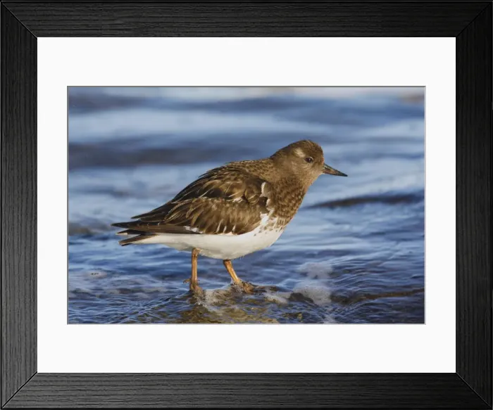 Framed Print : Black Turnstone Framed Print : Black Turnstone