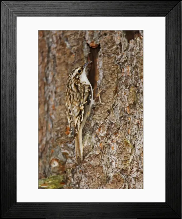 Framed Print : Brown Creeper
