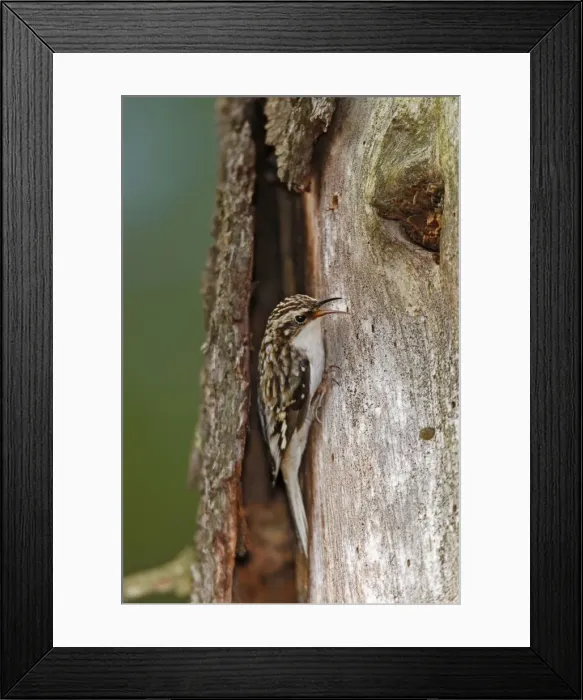 Framed Print : Brown Creeper Framed Print : Brown Creeper