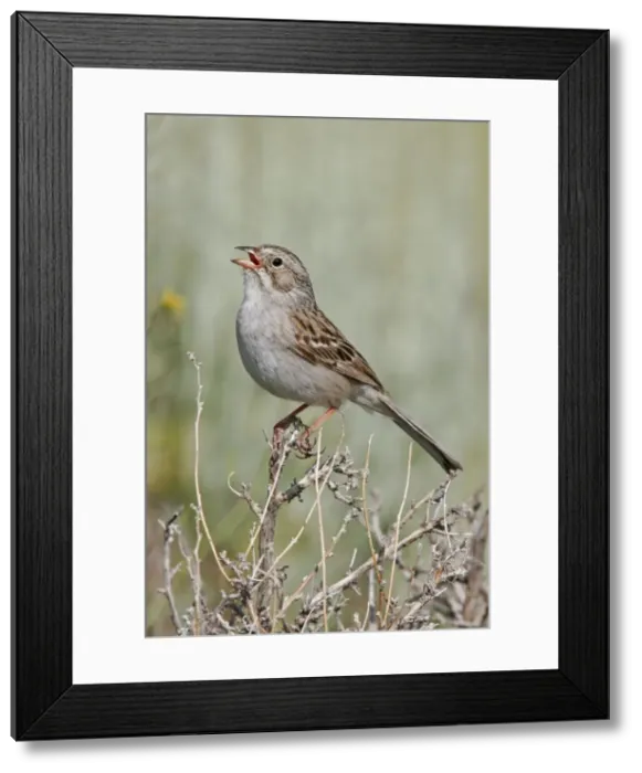 Framed Print : Brewer's Sparrow, Spizella breweri Framed Print : Brewer's Sparrow, Spizella breweri