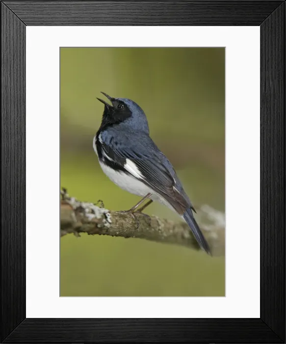 Framed Print : Black-throated Blue Warbler