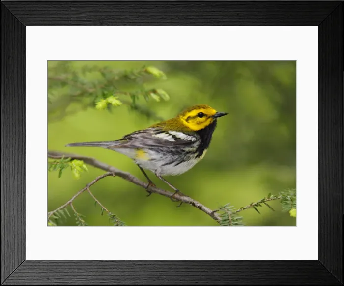Framed Print : Black-throated Green Warbler - in spring CT USA Framed Print : Black-throated Green Warbler - in spring CT USA