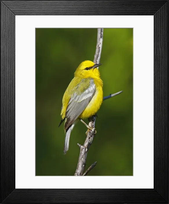 Framed Print : Blue-winged Warbler Framed Print : Blue-winged Warbler