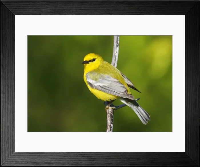 Framed Print : Blue-winged Warbler Framed Print : Blue-winged Warbler