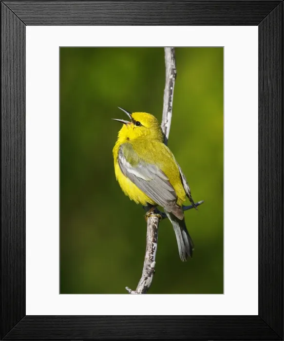 Framed Print : Blue-winged Warbler