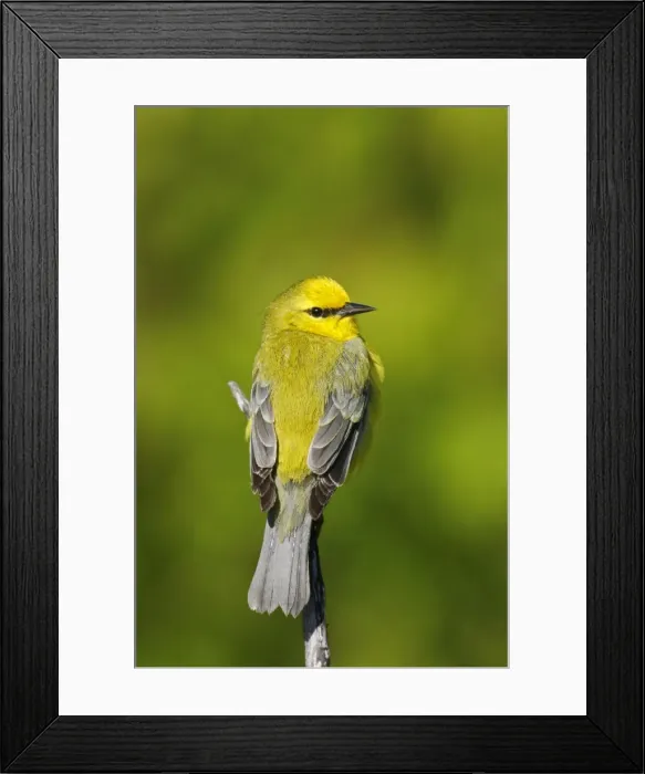 Framed Print : Blue-winged Warbler Framed Print : Blue-winged Warbler