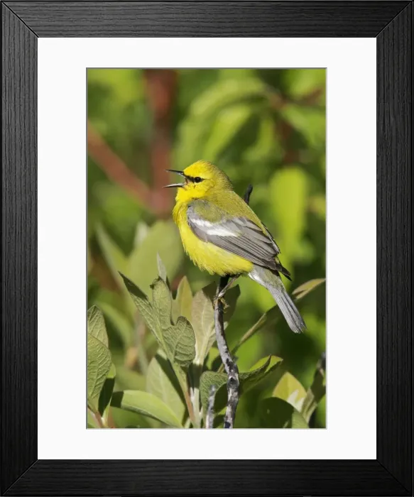 Framed Print : Blue-winged Warbler
