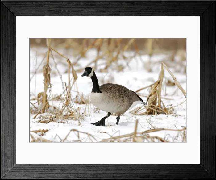 Framed Print : Canada Goose Framed Print : Canada Goose