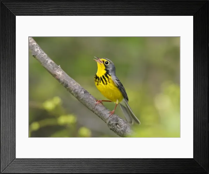 Framed Print : Canada Warbler Framed Print : Canada Warbler