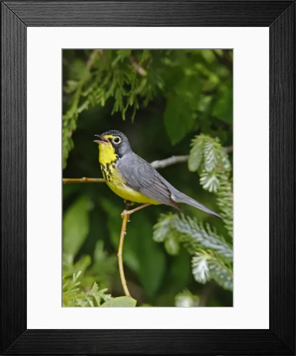 Framed Print : Canada Warbler Framed Print : Canada Warbler