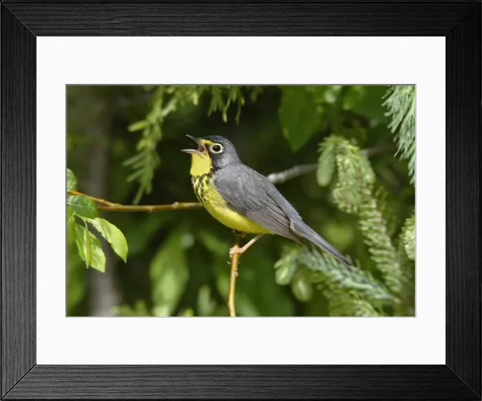 Framed Print : Canada Warbler Framed Print : Canada Warbler