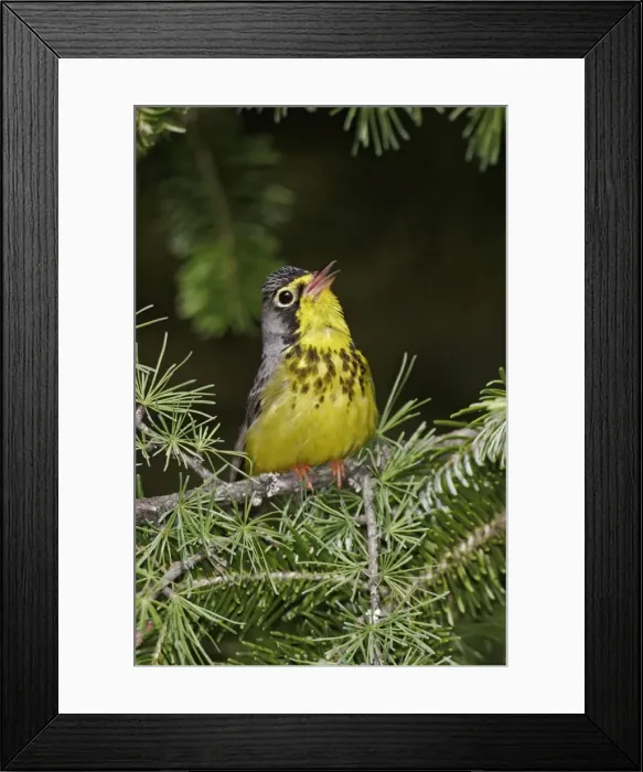 Framed Print : Canada Warbler Framed Print : Canada Warbler