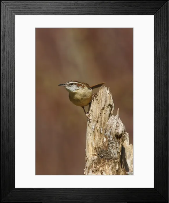 Framed Print : Carolina Wren Framed Print : Carolina Wren