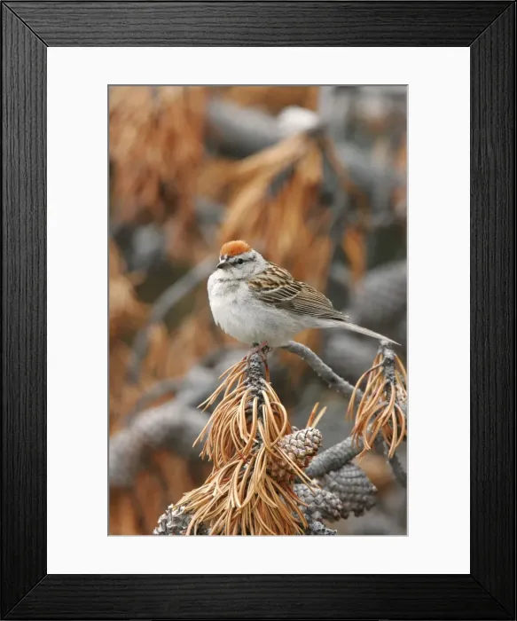 Framed Print : Chipping Sparrow Framed Print : Chipping Sparrow