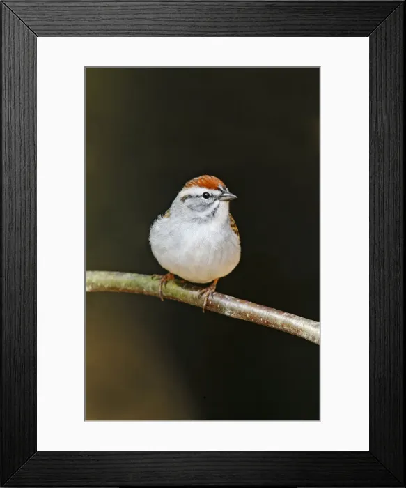 Framed Print : Chipping Sparrow Framed Print : Chipping Sparrow