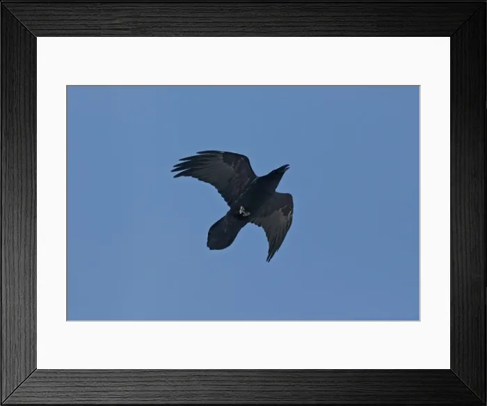 Framed Print : Common Ravin Framed Print : Common Ravin
