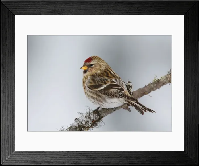 Framed Print : Common Redpoll Framed Print : Common Redpoll