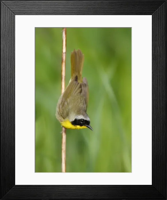 Framed Print : Common Yellowthroat Framed Print : Common Yellowthroat