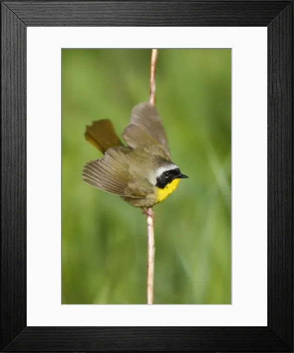 Framed Print : Common Yellowthroat Framed Print : Common Yellowthroat