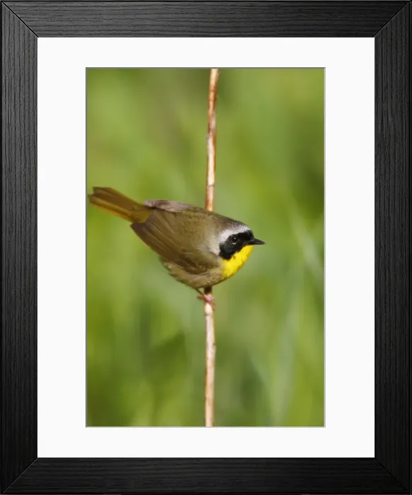 Framed Print : Common Yellowthroat Framed Print : Common Yellowthroat