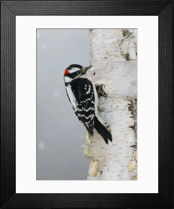 Framed Print : Downy Woodpecker Framed Print : Downy Woodpecker