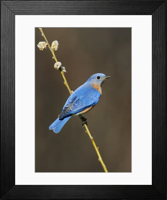 Framed Print : Eastern Bluebird Hamden, CT, USA Framed Print : Eastern Bluebird Hamden, CT, USA