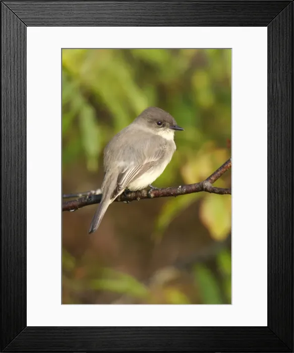 Framed Print : Eastern Phoebe Framed Print : Eastern Phoebe