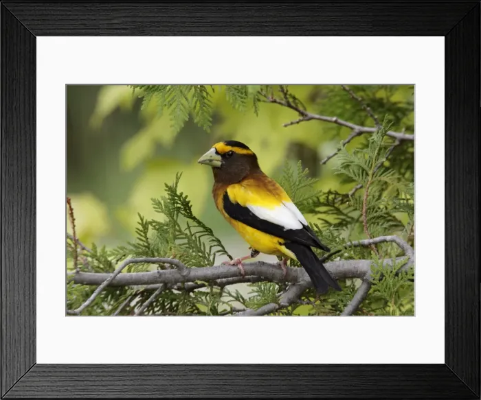Framed Print : Evening Grosbeak Framed Print : Evening Grosbeak