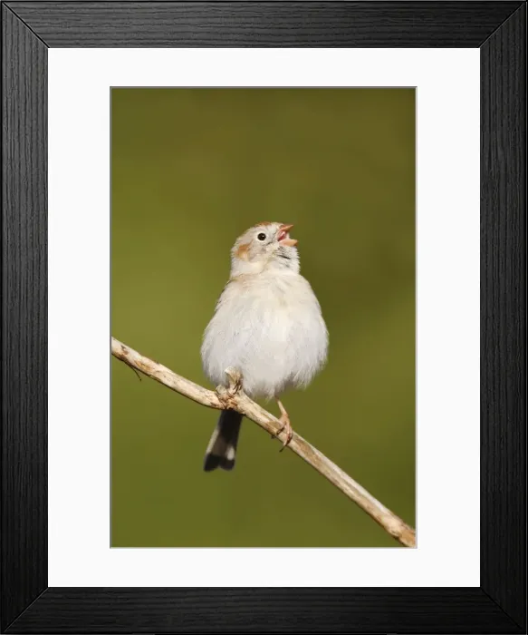 Framed Print : Field Sparrow - in winter plumage. Hamden, Connecticut, USA Framed Print : Field Sparrow - in winter plumage. Hamden, Connecticut, USA