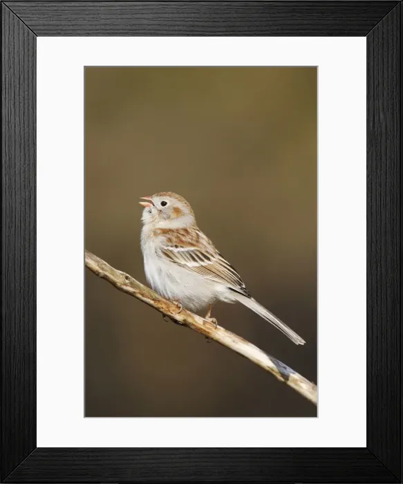 Framed Print : Field Sparrow - in winter plumage. Hamden, Connecticut, USA Framed Print : Field Sparrow - in winter plumage. Hamden, Connecticut, USA