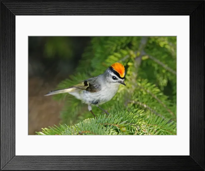 Framed Print : Golden-crowned Kinglet Framed Print : Golden-crowned Kinglet