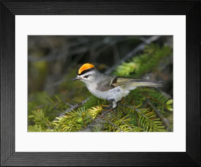 Framed Print : Golden-crowned Kinglet Framed Print : Golden-crowned Kinglet