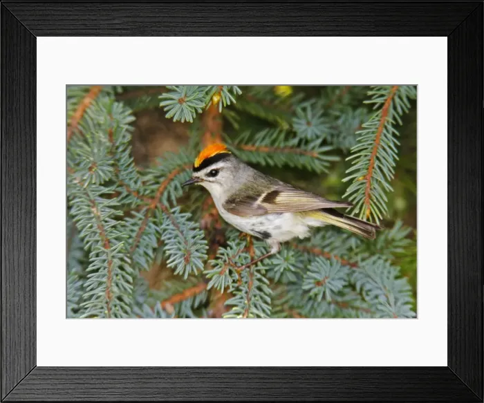 Framed Print : Golden-crowned Kinglet Framed Print : Golden-crowned Kinglet