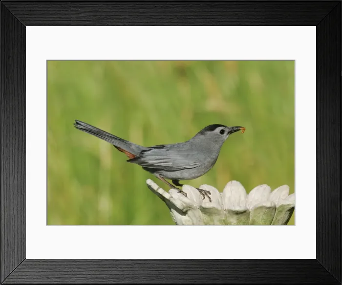 Framed Print : Gray Catbird Framed Print : Gray Catbird