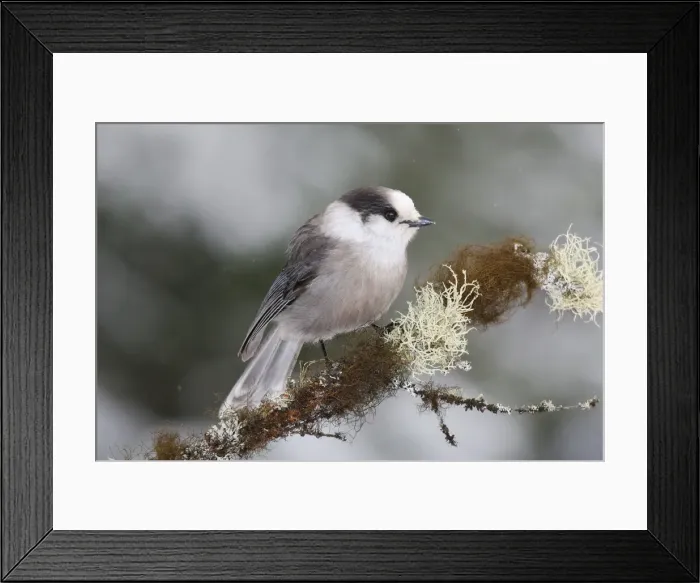 Framed Print : Gray Jay. JZ-2246. Gray Jay. USA. Perisoreus canadensis Framed Print : Gray Jay. JZ-2246. Gray Jay. USA. Perisoreus canadensis