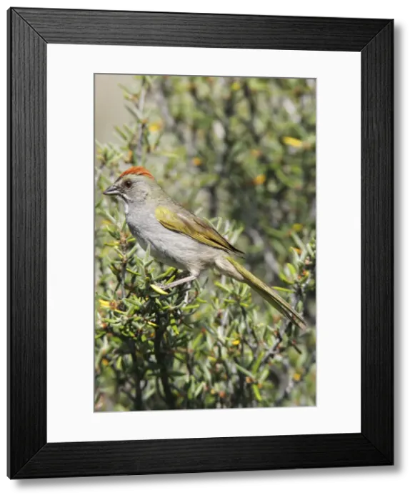 Framed Print : Green-tailed Towhee Framed Print : Green-tailed Towhee