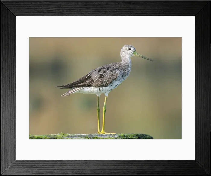 Framed Print : Greater Yellowlegs Framed Print : Greater Yellowlegs
