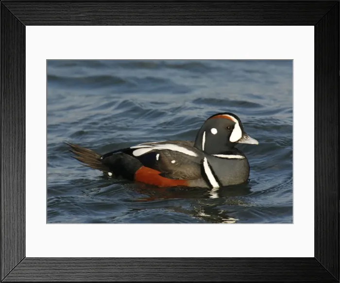 Framed Print : Harlequin Duck Framed Print : Harlequin Duck