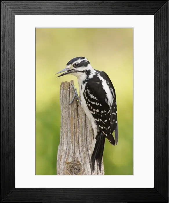 Framed Print : Hairy Woodpecker Framed Print : Hairy Woodpecker