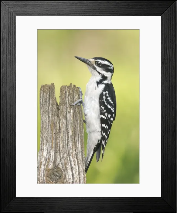 Framed Print : Hairy Woodpecker Framed Print : Hairy Woodpecker