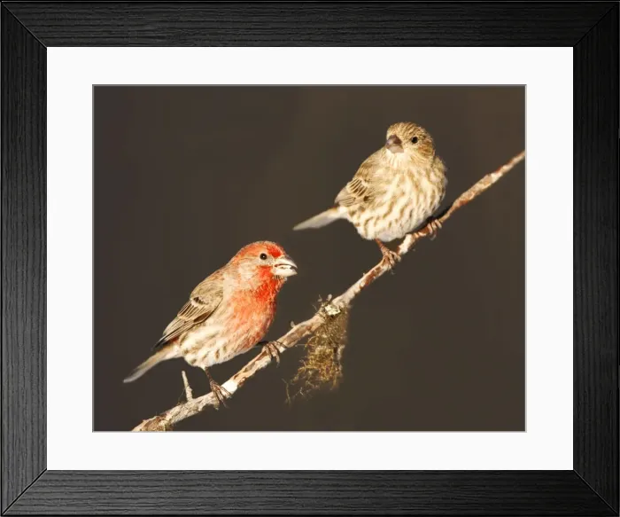 Framed Print : House Finch Framed Print : House Finch