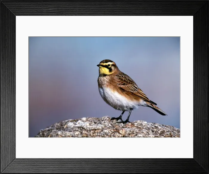 Framed Print : Horned / Shore Lark Framed Print : Horned / Shore Lark