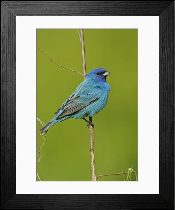 Framed Print : Indigo Bunting Southern Florida, USA Framed Print : Indigo Bunting Southern Florida, USA