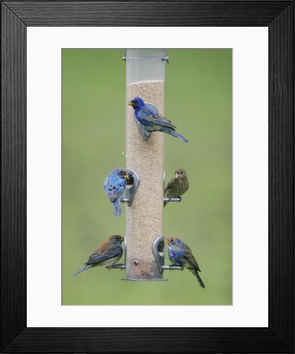 Framed Print : Indigo Bunting Southern Florida, USA Framed Print : Indigo Bunting Southern Florida, USA