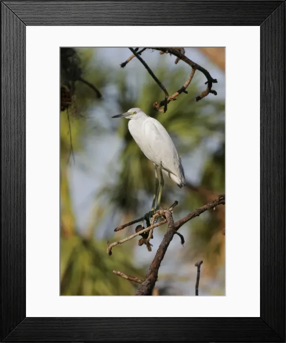 Framed Print : Little Blue Heron - immature Framed Print : Little Blue Heron - immature